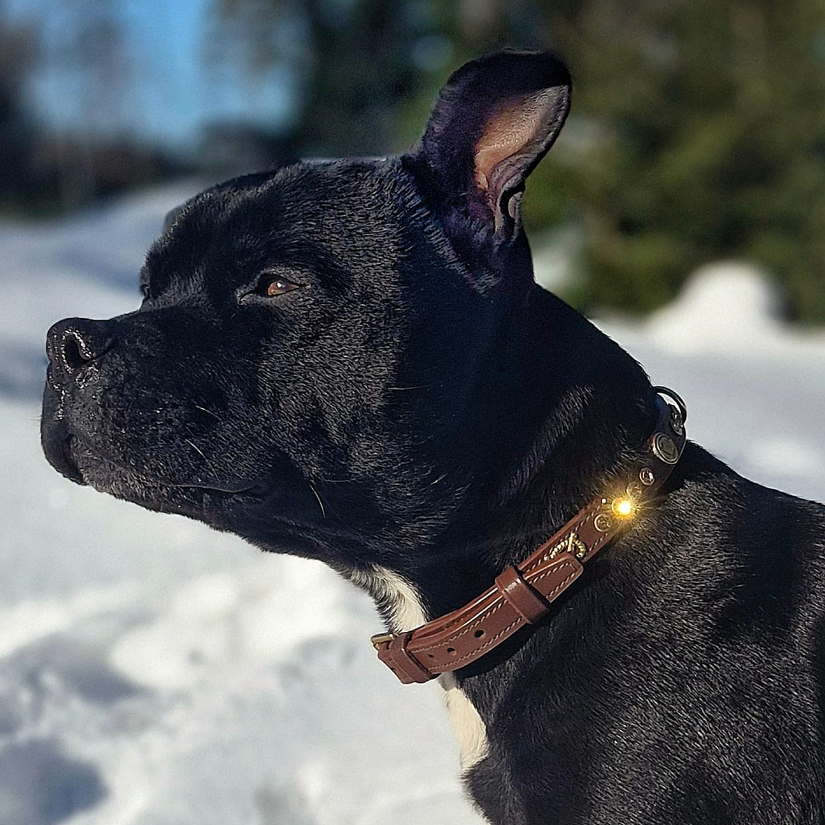 Staffordshire Bull Terrier 1935® Collier et laisse d'exposition - Ambre - Marron et Or