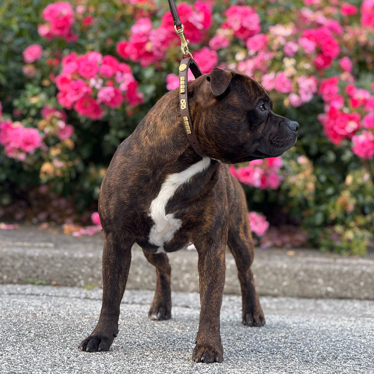 Staffordshire Bull Terrier 1935® Collier et laisse d'exposition - Champion - Marron et Or