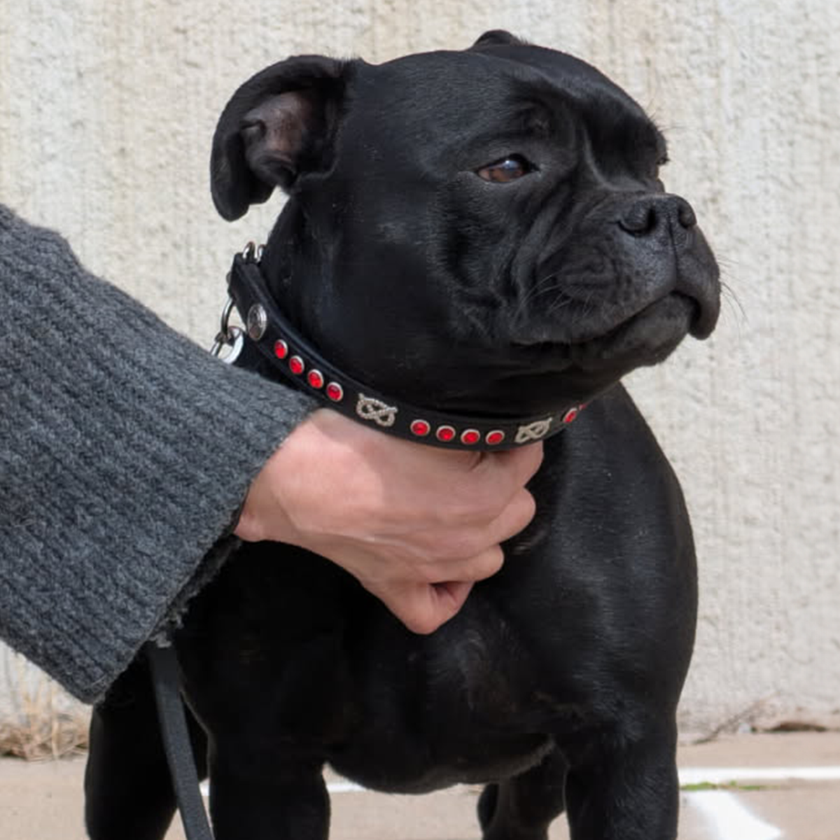 Staffordshire Bull Terrier 1935® Half Check Collier et laisse d'exposition - Rubis - Noir et Argent
