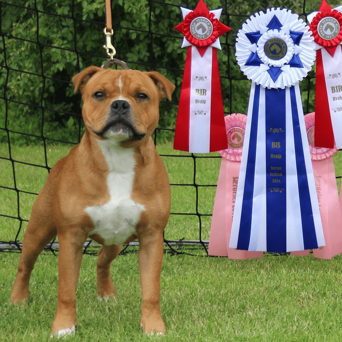 Staffordshire Bull Terrier 1935® Show Collar & Leash Set - Eik's Champion Edition - Cognac & Gold