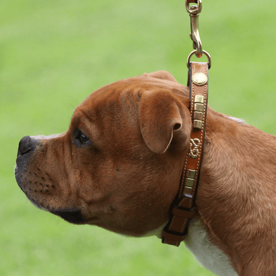 Staffordshire Bull Terrier 1935® Show Collar & Leash Set - Eik's Champion Edition - Cognac & Gold