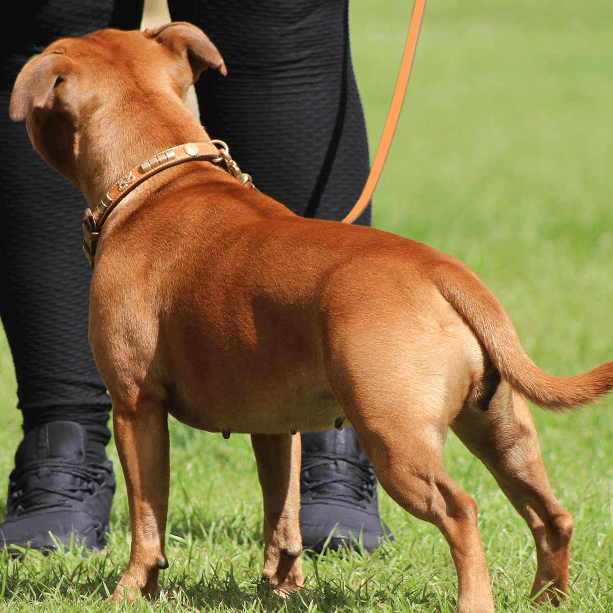 Staffordshire Bull Terrier 1935® Show Collar & Leash Set - Eik's Champion Edition - Cognac & Gold