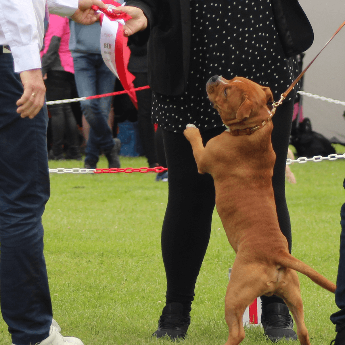 Staffordshire Bull Terrier 1935® Show Collar & Leash Set - Eik's Champion Edition - Cognac & Gold