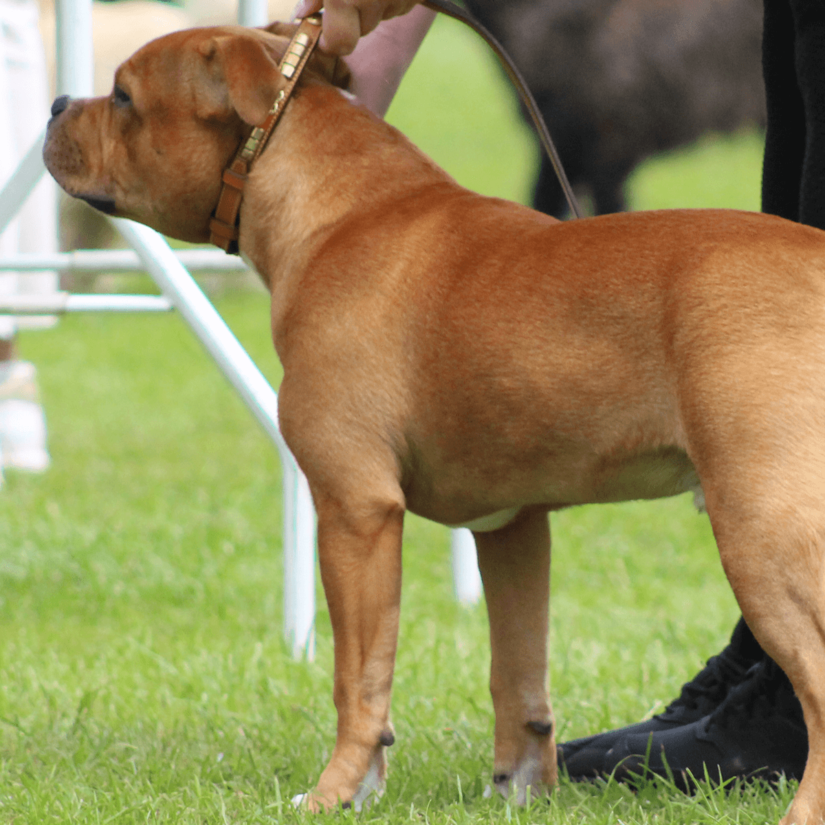 Staffordshire Bull Terrier 1935® Show Collar & Leash Set - Eik's Champion Edition - Cognac & Gold