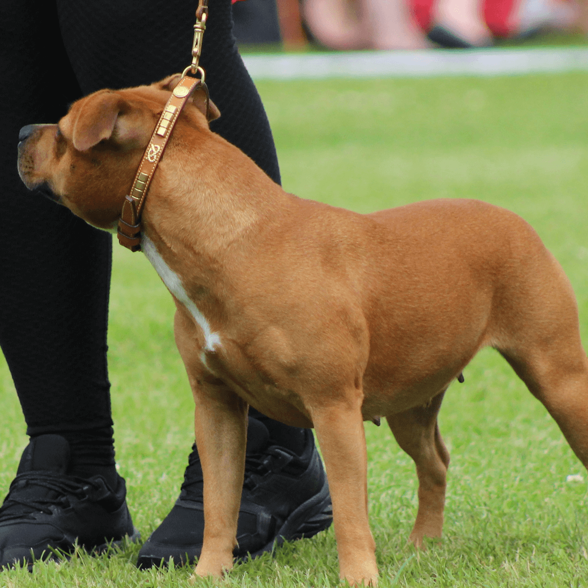 Staffordshire Bull Terrier 1935® Show Collar & Leash Set - Eik's Champion Edition - Cognac & Gold