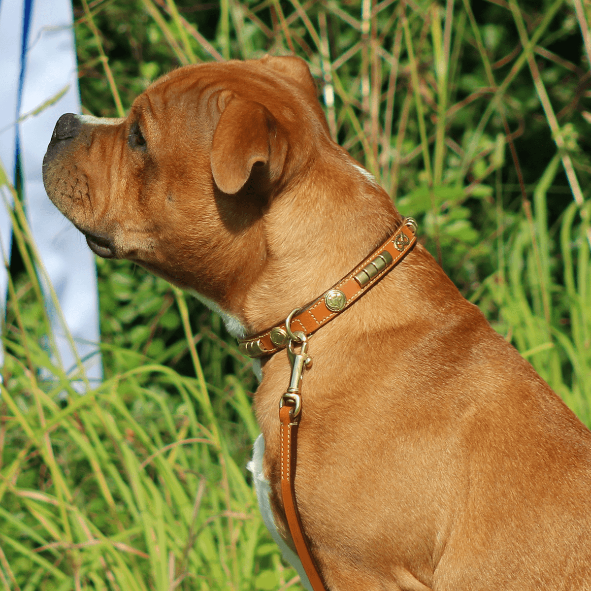 Staffordshire Bull Terrier 1935® Show Collar & Leash Set - Eik's Champion Edition - Cognac & Gold