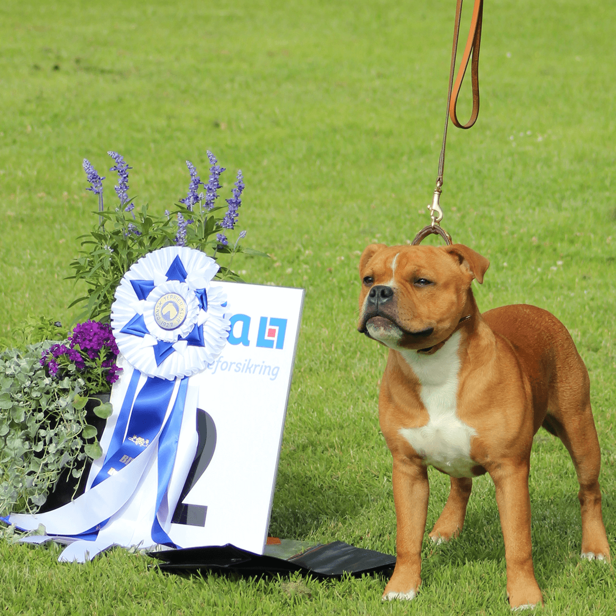 Staffordshire Bull Terrier 1935® Show Collar & Leash Set - Eik's Champion Edition - Cognac & Gold