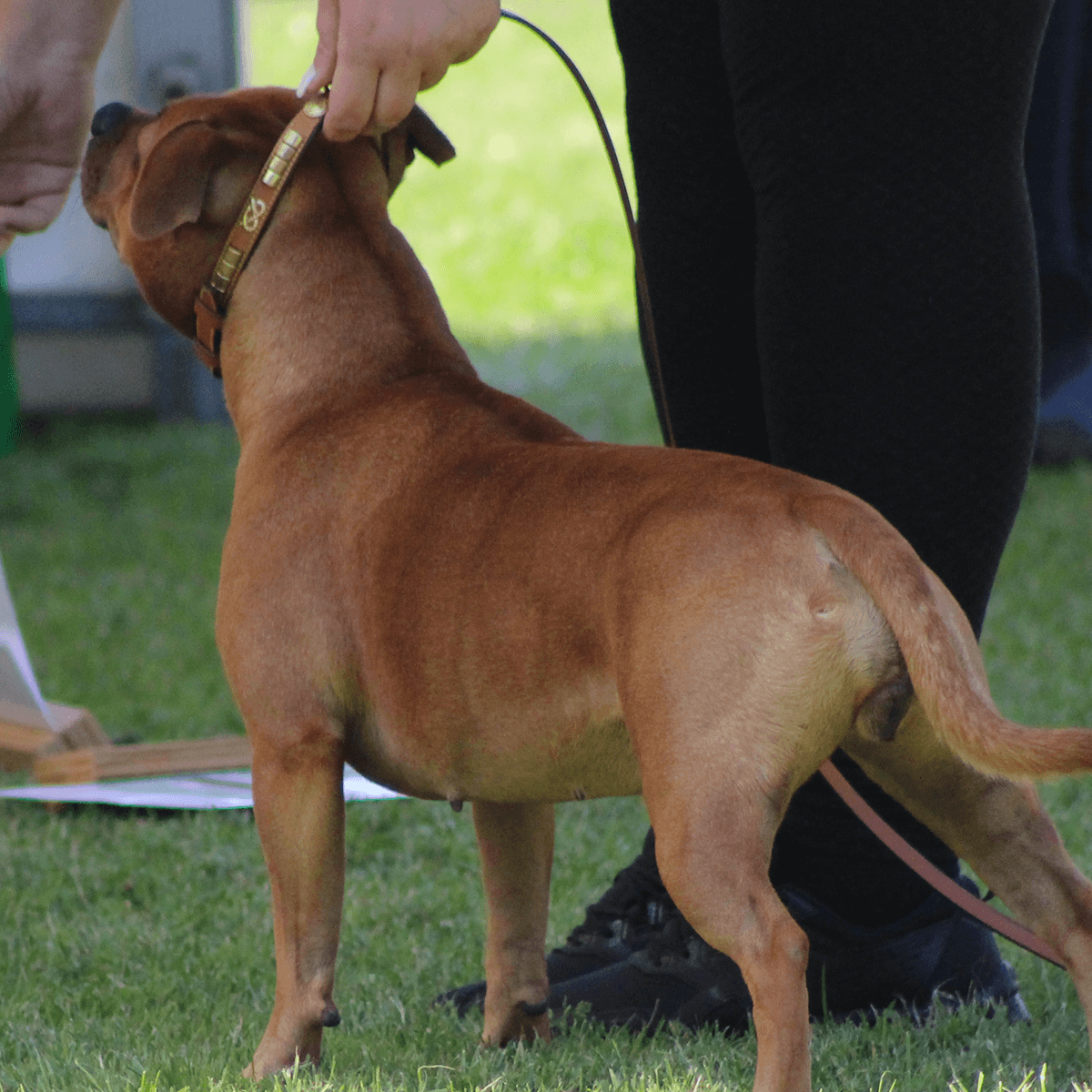 Staffordshire Bull Terrier 1935® Show Collar & Leash Set - Eik's Champion Edition - Cognac & Gold