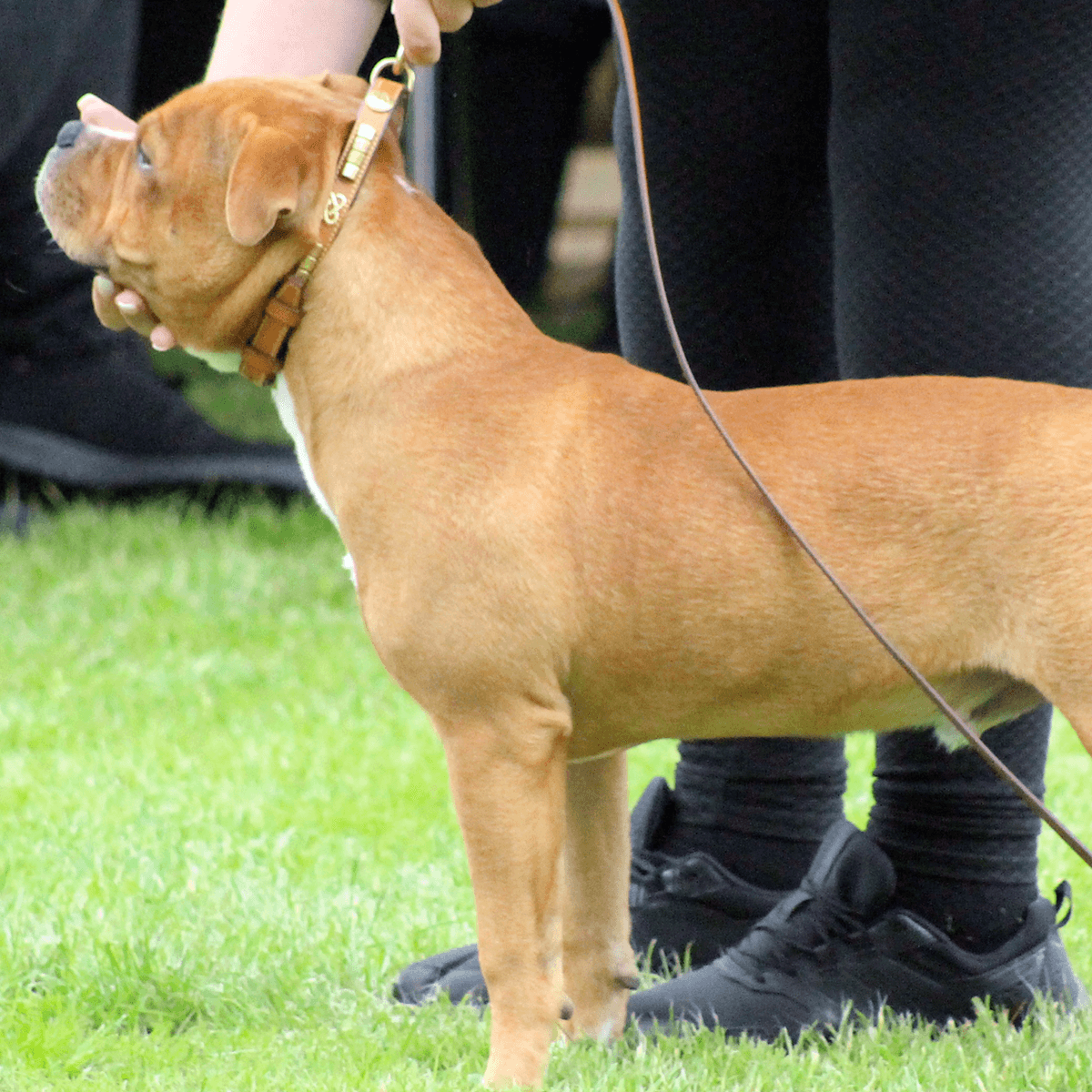 Staffordshire Bull Terrier 1935® Show Collar & Leash Set - Eik's Champion Edition - Cognac & Gold