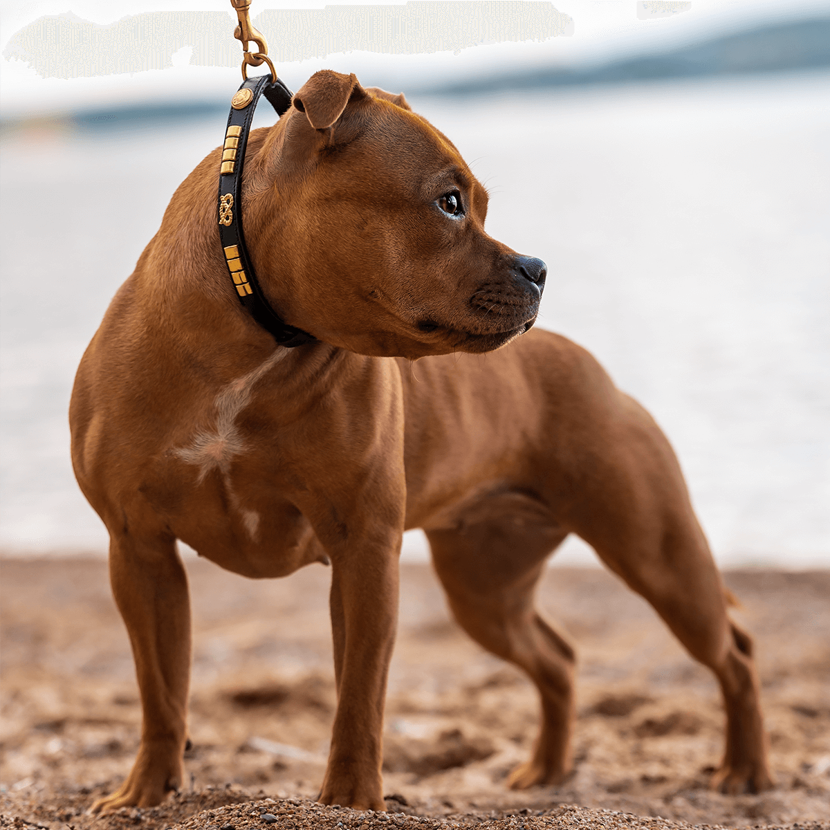 Staffordshire Bull Terrier Show Collar & Leash Set - Staffordshire Bull Terrier 1935®