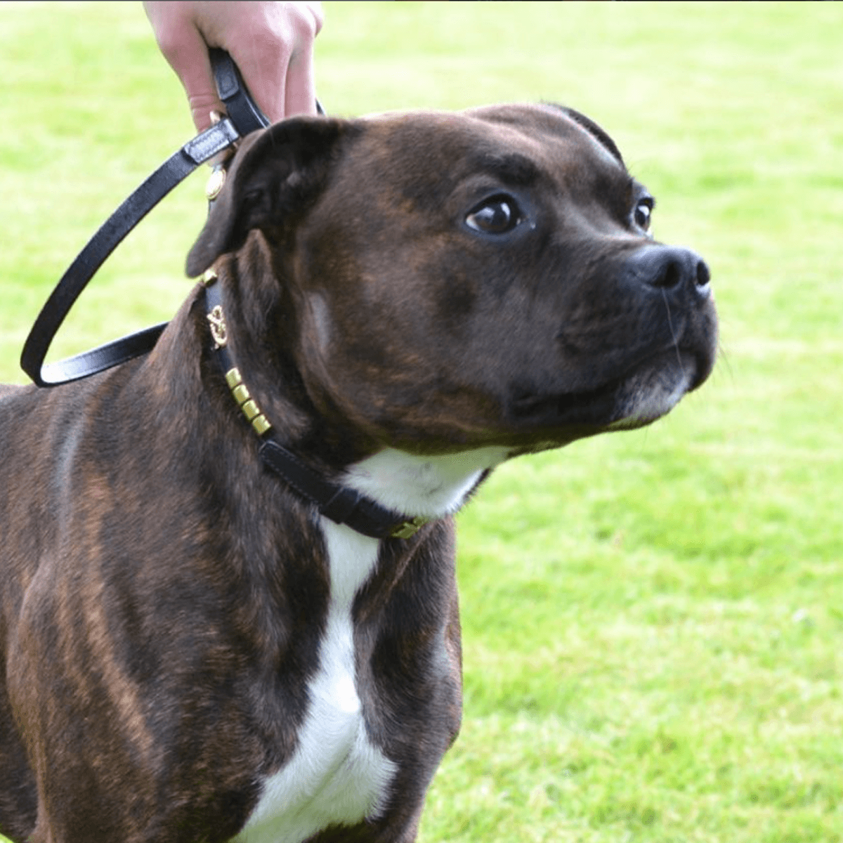 Staffordshire Bull Terrier Show Collar & Leash Set - Staffordshire Bull Terrier 1935®