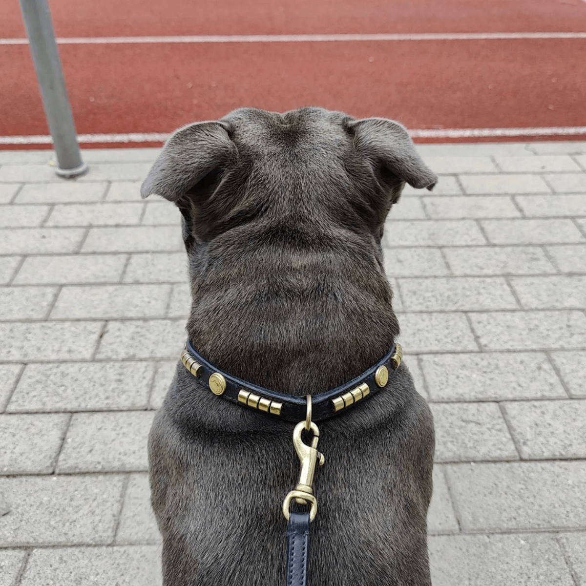 Staffordshire Bull Terrier Show Collar & Leash Set - Staffordshire Bull Terrier 1935®