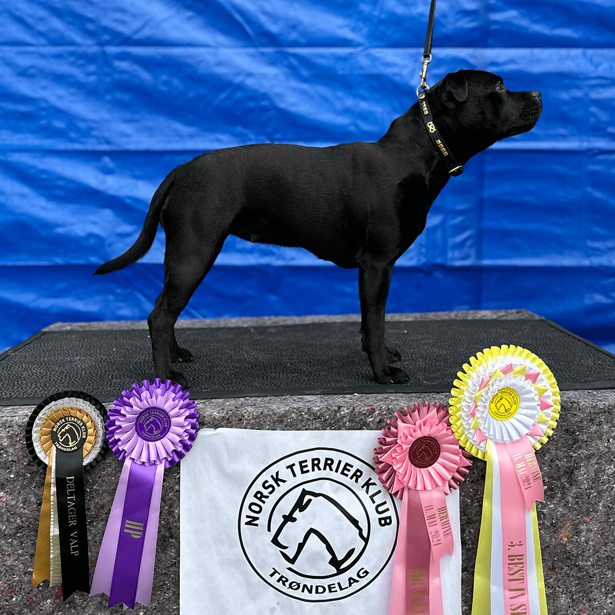 Staffordshire Bull Terrier Show Collar & Leash Set - Staffordshire Bull Terrier 1935®