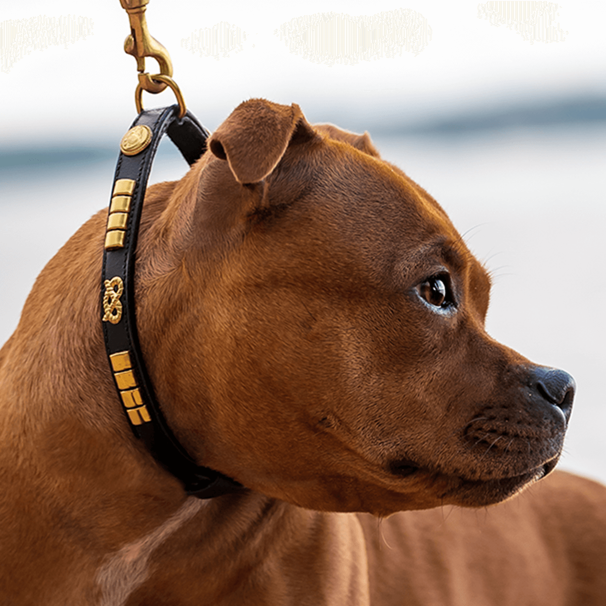 Staffordshire Bull Terrier Show Collar & Leash Set - Staffordshire Bull Terrier 1935®