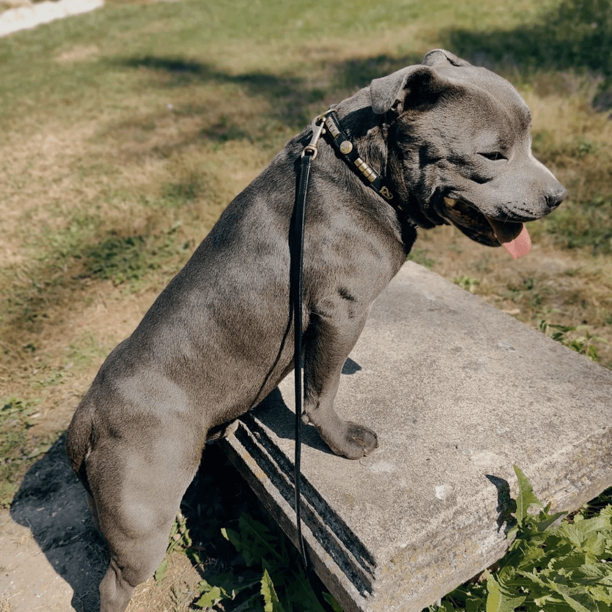 Staffordshire Bull Terrier Show Collar & Leash Set - Staffordshire Bull Terrier 1935®