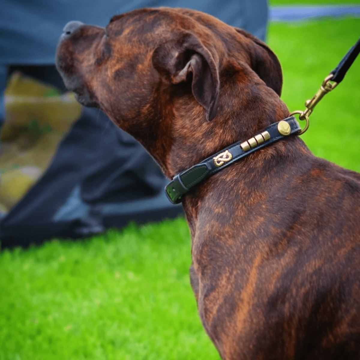 Staffordshire Bull Terrier Show Collar & Leash Set - Staffordshire Bull Terrier 1935®