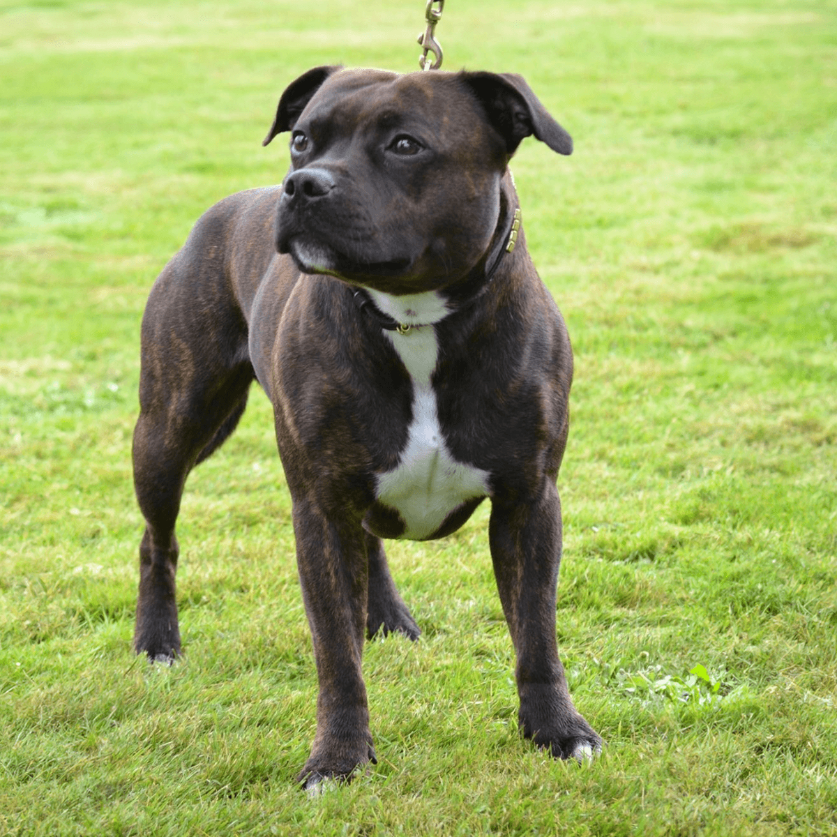 Staffordshire Bull Terrier Show Collar & Leash Set - Staffordshire Bull Terrier 1935®