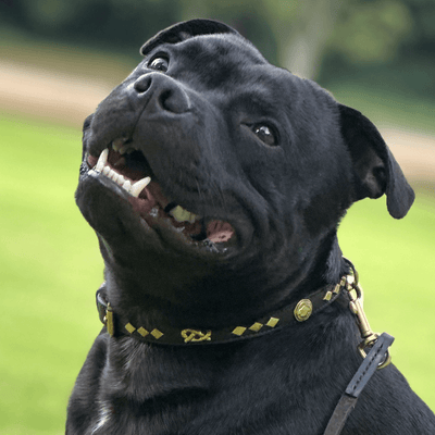 Staffordshire Bull Terrier 1935® Show Collar & Leash Set - Victory - Black & Gold