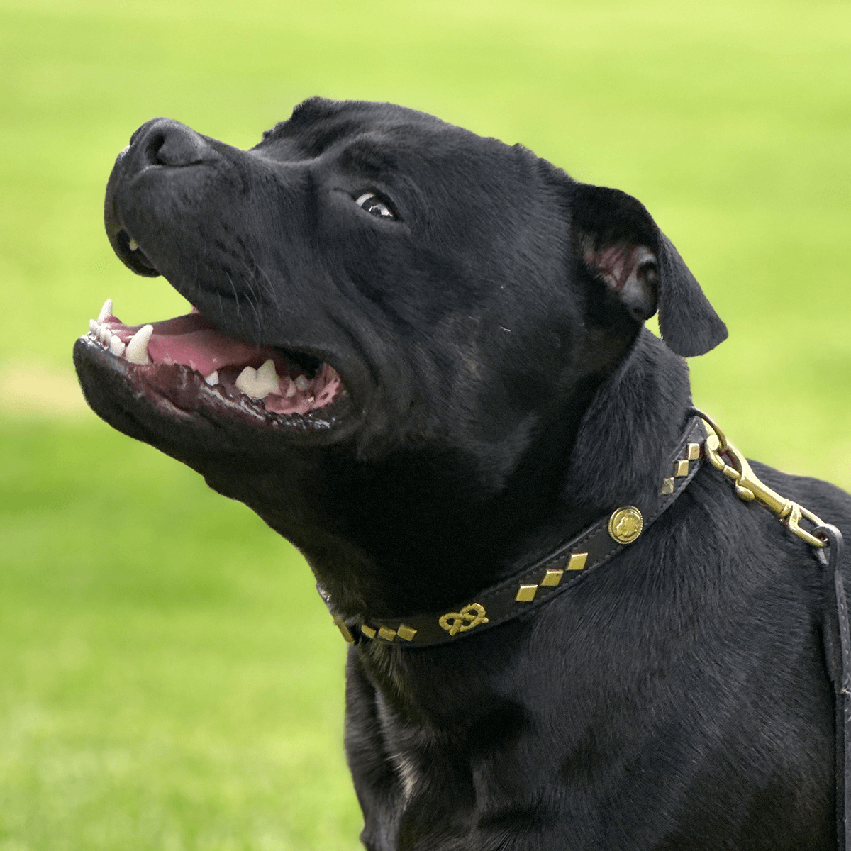 Staffordshire Bull Terrier 1935® Show Collar & Leash Set - Victory - Black & Gold