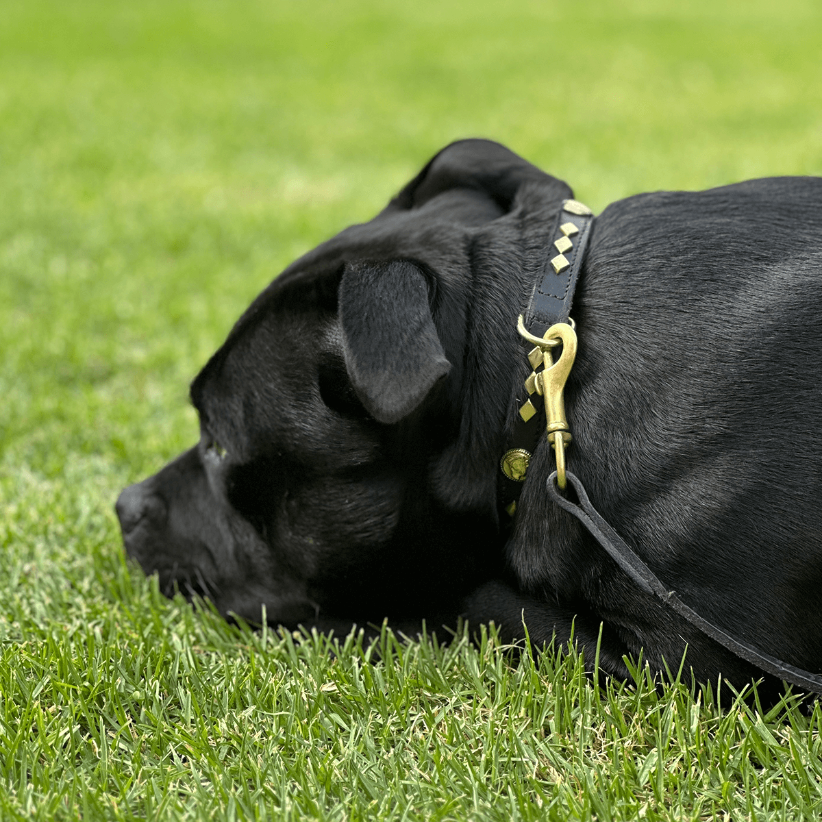 Staffordshire Bull Terrier 1935® Show Collar & Leash Set - Victory - Black & Gold