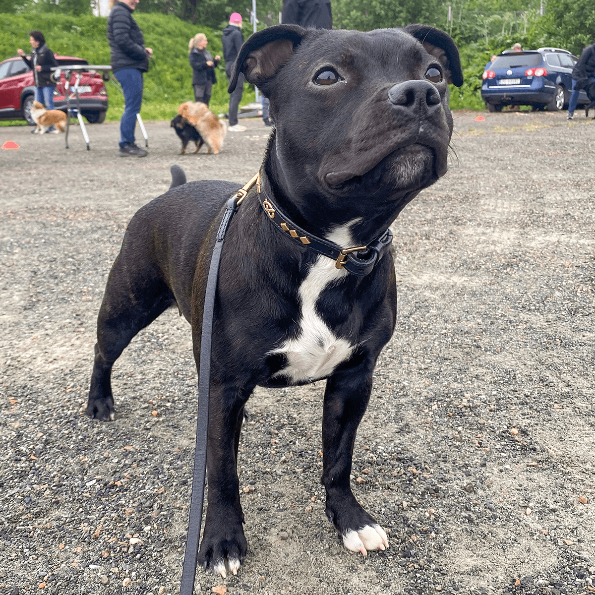 Staffordshire Bull Terrier 1935® Show Collar & Leash Set - Victory - Black & Gold