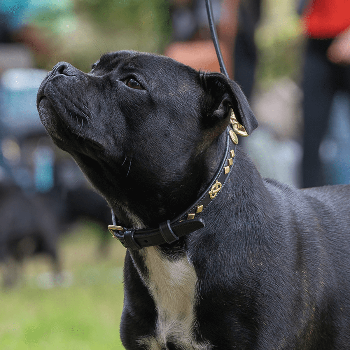 Staffordshire Bull Terrier 1935® Show Collar & Leash Set - Victory - Black & Gold