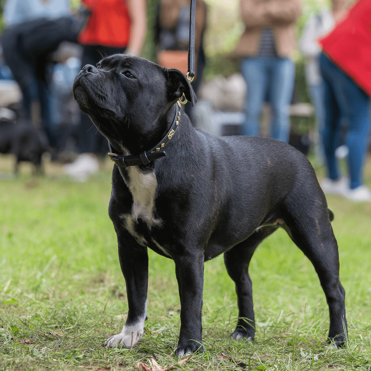 Staffordshire Bull Terrier 1935® Show Collar & Leash Set - Victory - Black & Gold