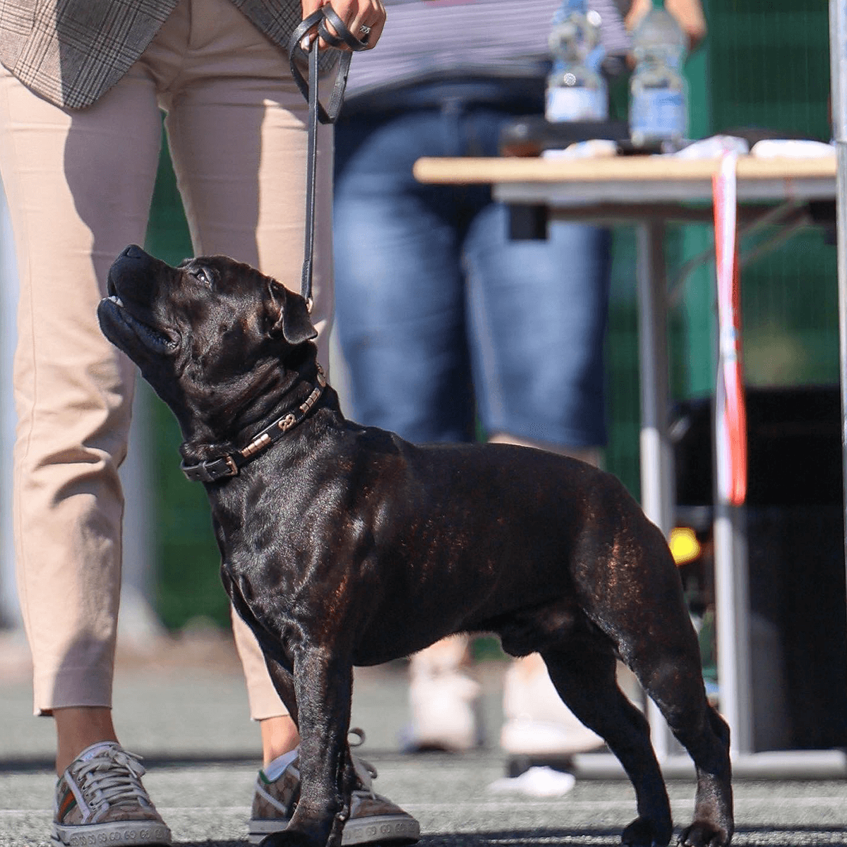 Staffordshire Bull Terrier Show Collar & Leash Set - Staffordshire Bull Terrier 1935®