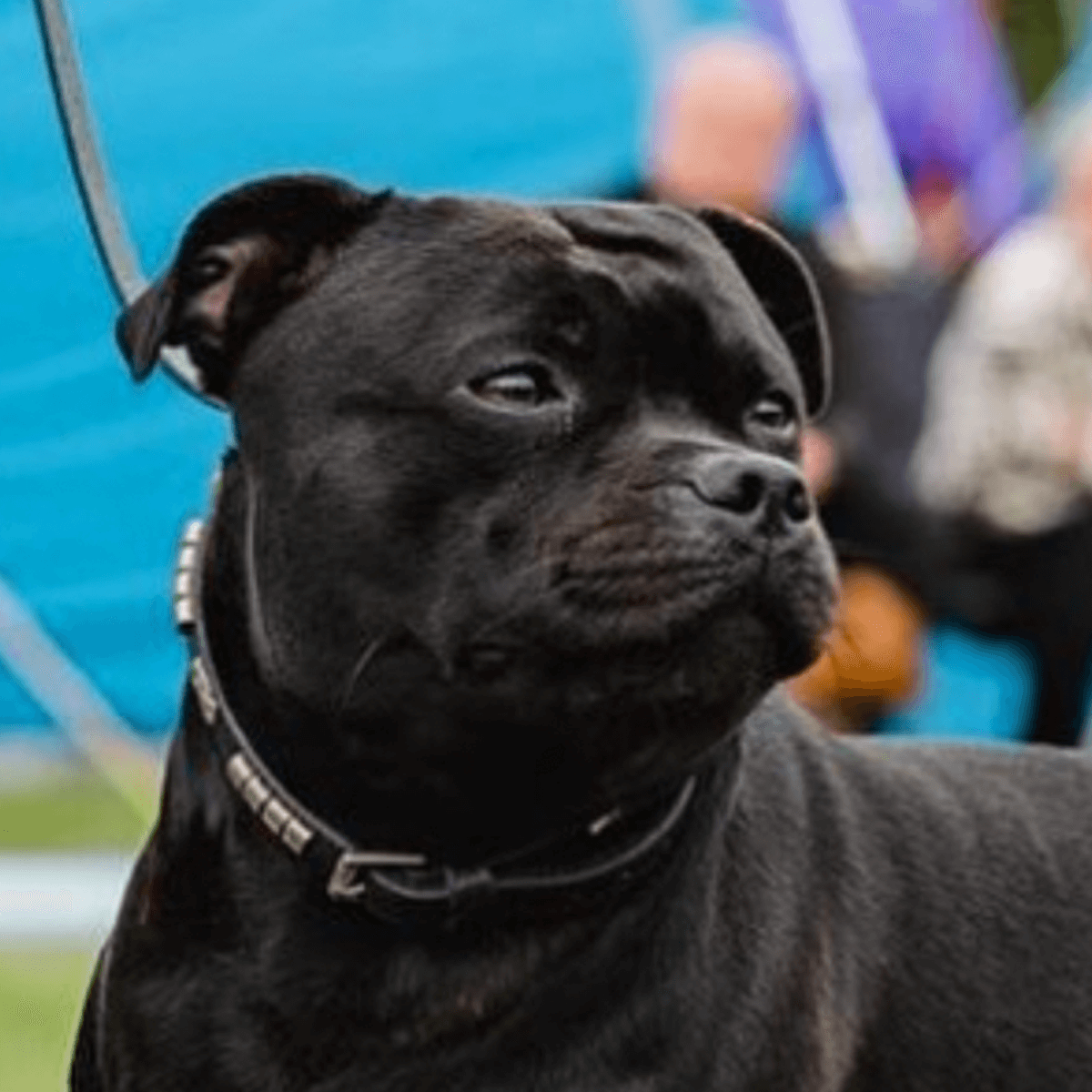 Staffordshire Bull Terrier Show Collar & Leash Set - Staffordshire Bull Terrier 1935®