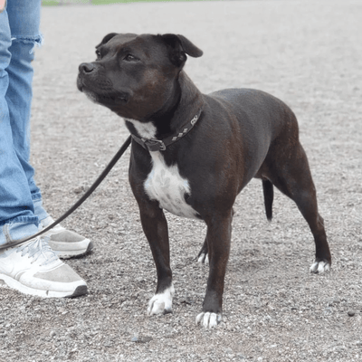 Staffordshire Bull Terrier 1935® Collier et laisse d'exposition - Victory - Noir et Argent