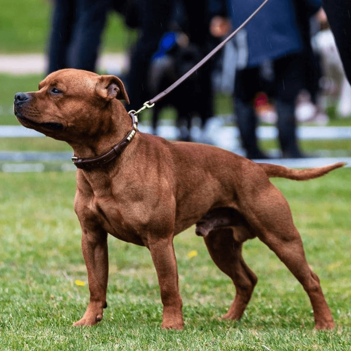 Staffordshire Bull Terrier 1935® Show Collar & Leash Set - Champion - Brown & Gold