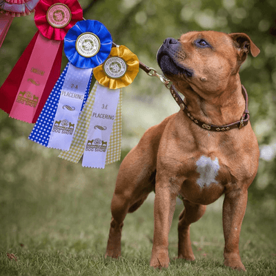 Staffordshire Bull Terrier 1935® Utställningshalsband & Koppel Set - Victory - Brun & Guld