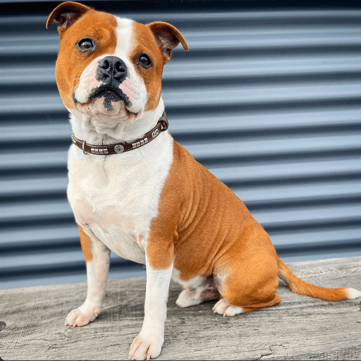 Staffordshire Bull Terrier Show Collar & Leash Set - Staffordshire Bull Terrier 1935®