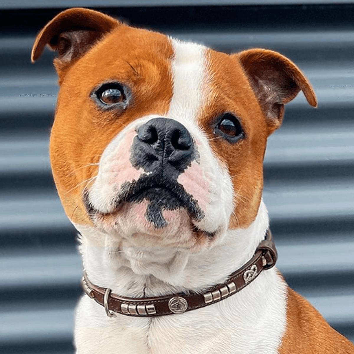 Staffordshire Bull Terrier 1935® Show Collar & Leash Set - Champion - Brown & Silver