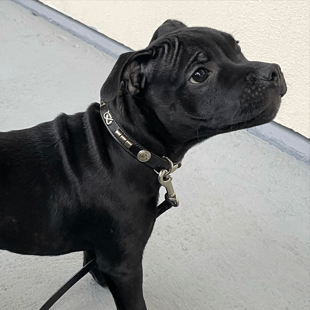 Staffordshire Bull Terrier Show Collar & Leash Set - Staffordshire Bull Terrier 1935®