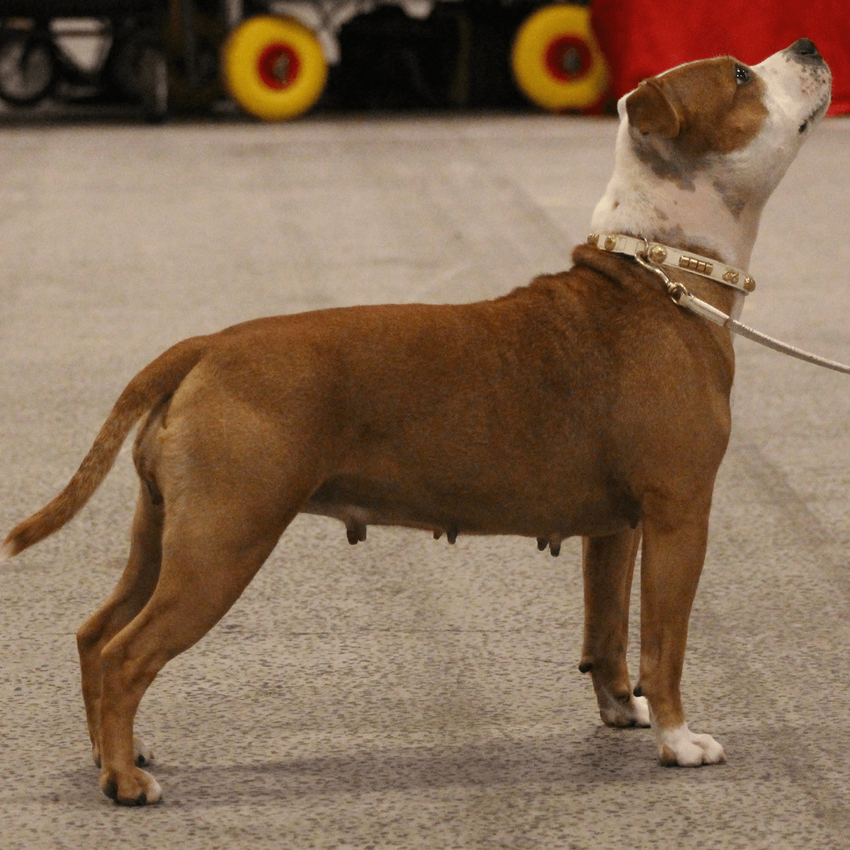 Staffordshire Bull Terrier 1935® Show Collar & Leash Set - Champion - White & Gold