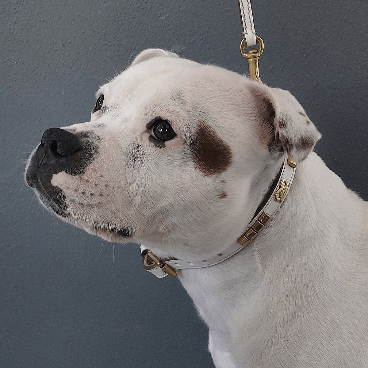 Staffordshire Bull Terrier 1935® Show Collar & Leash Set - Champion - White & Gold