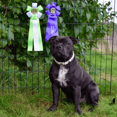 Staffordshire Bull Terrier 1935® Utställningshalsband & Koppel Set - Victory - Vit & Guld