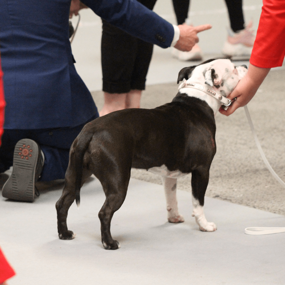 Staffordshire Bull Terrier 1935® Utställningshalsband & Koppel Set - Champion - Vit & Silver