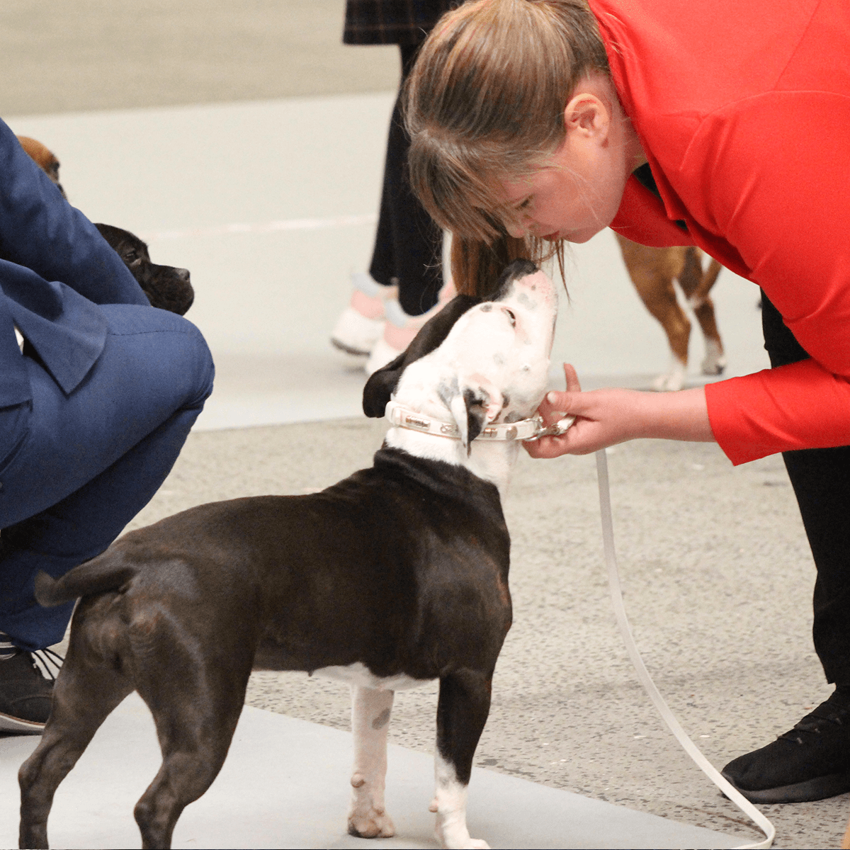 Staffordshire Bull Terrier 1935® Utställningshalsband & Koppel Set - Champion - Vit & Silver