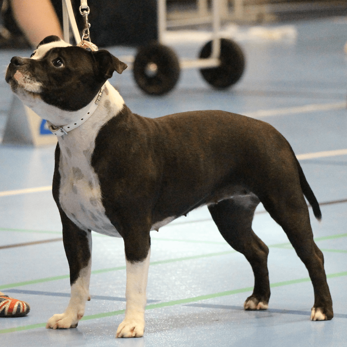 Staffordshire Bull Terrier 1935® Show Collar & Leash Set - Champion - White & Silver