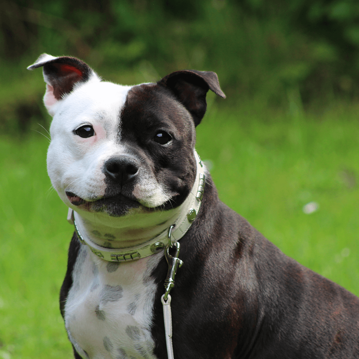 Staffordshire Bull Terrier 1935® Utställningshalsband & Koppel Set - Champion - Vit & Silver