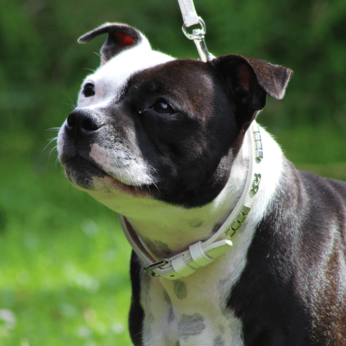 Staffordshire Bull Terrier 1935® Utställningshalsband & Koppel Set - Champion - Vit & Silver