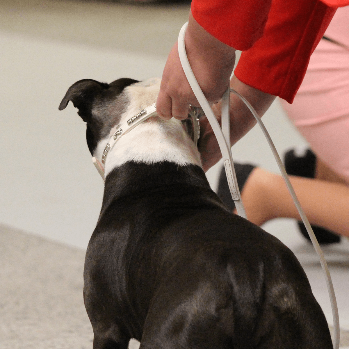 Staffordshire Bull Terrier 1935® Utställningshalsband & Koppel Set - Champion - Vit & Silver