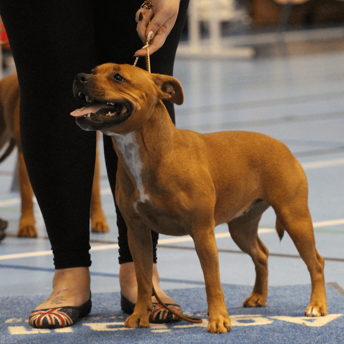 Staffordshire Bull Terrier 1935® Chaîne d'exposition