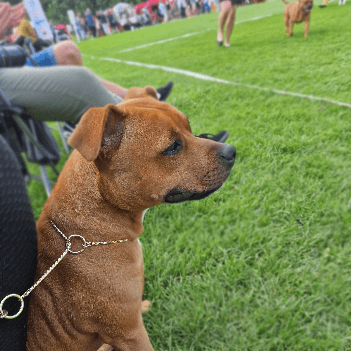 Staffordshire Bull Terrier 1935® Show Snake Chain