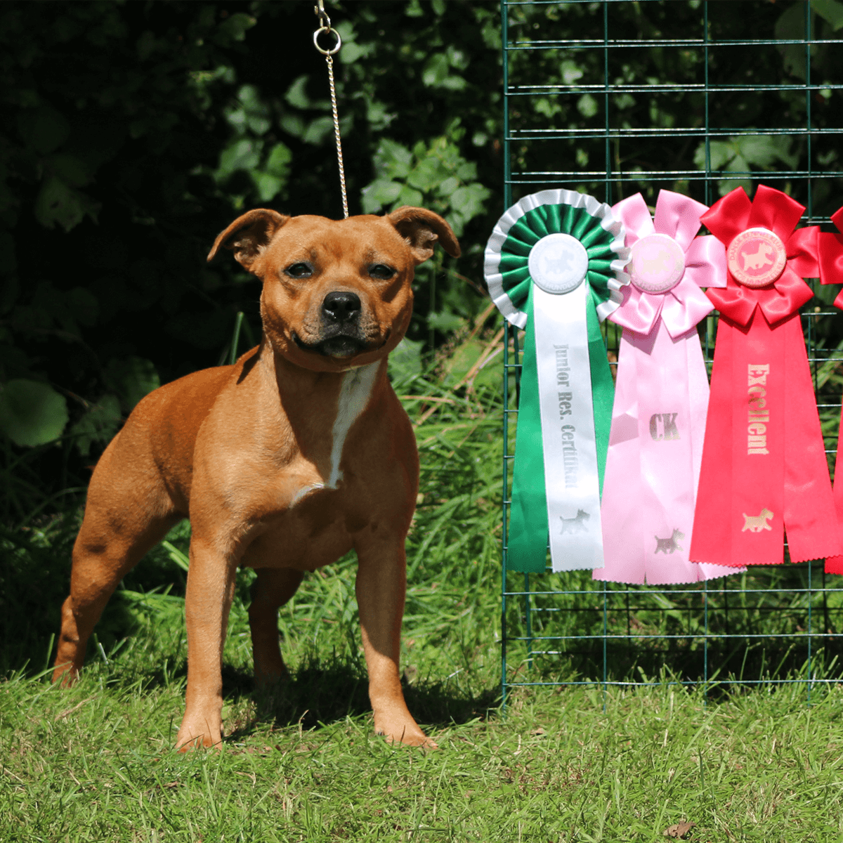 Staffordshire Bull Terrier 1935® Utställningskedja - Snake Chain