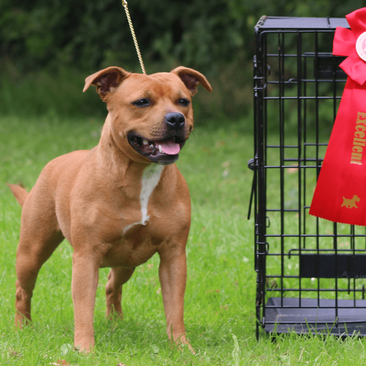 Staffordshire Bull Terrier 1935® Utställningskedja - Snake Chain