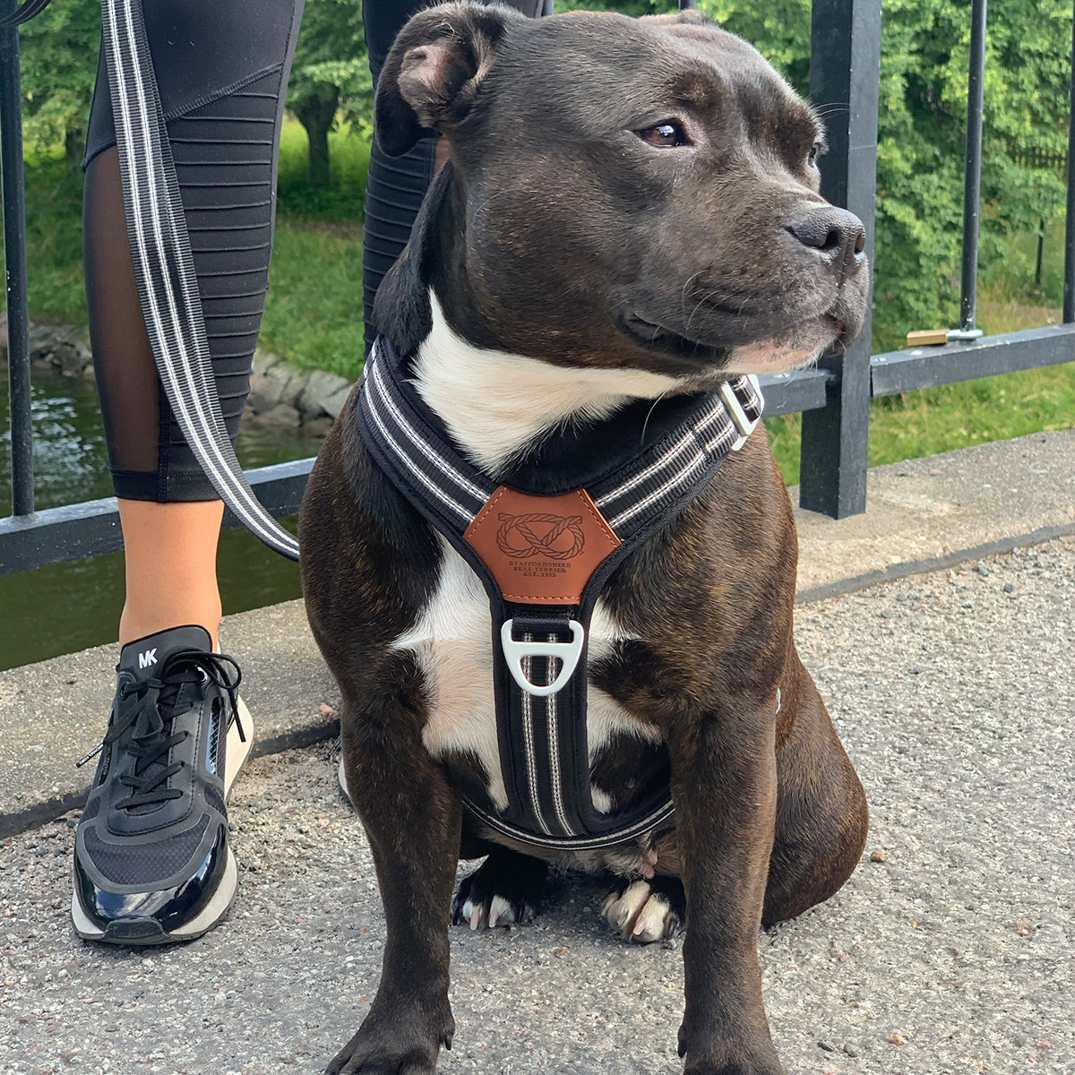 Staffordshire Bull Terrier Harness