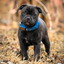 Staffordshire Bull Terrier 1935® Collier et Laisse Chiot - Bleu Royal